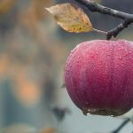 Apples