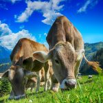 agriculture