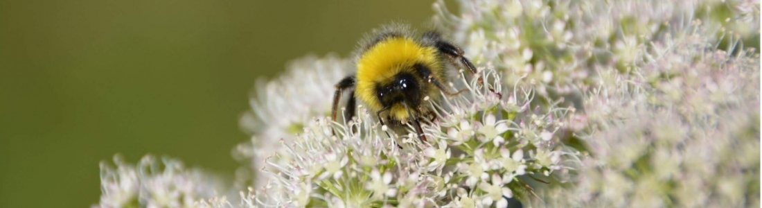 Cork Start-Up has Beekeepers Abuzz with Hive Monitoring Technology