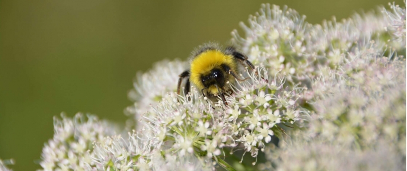 Cork Start-Up has Beekeepers Abuzz with Hive Monitoring Technology