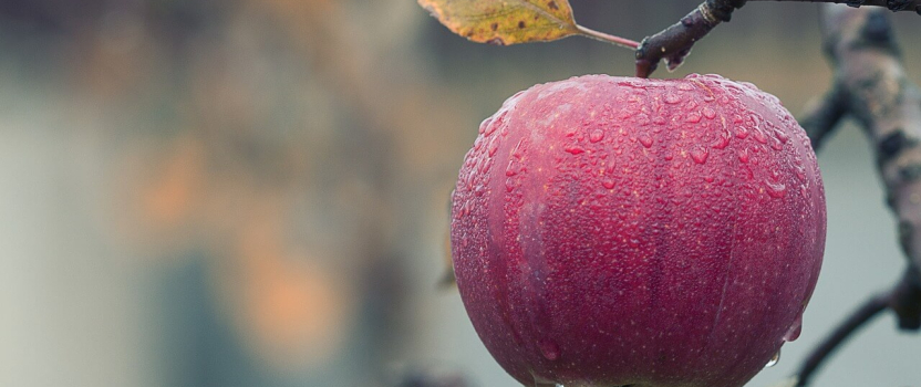 R&D Tax Incentive in Farming