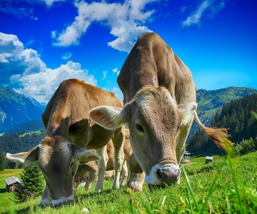 Agriculture