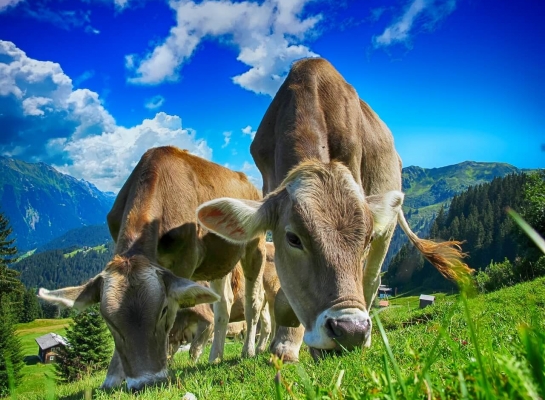 Agriculture