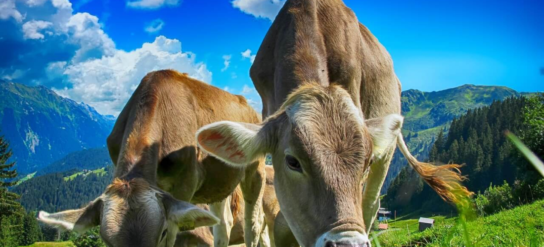 Agriculture Agriculture