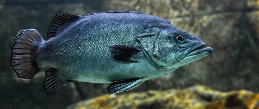 Ecoaqua To Boost Freshwater Aquaculture Productivity in Ireland