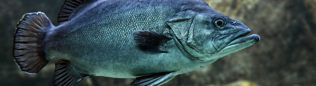 Ecoaqua To Boost Freshwater Aquaculture Productivity in Ireland