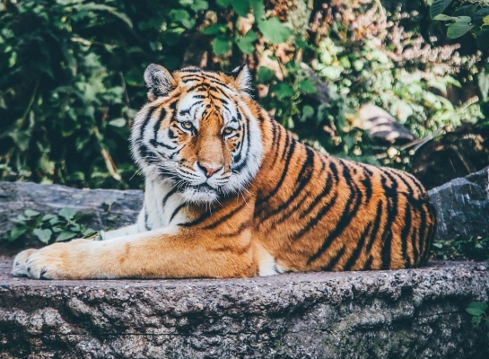 Zoos And Wildlife