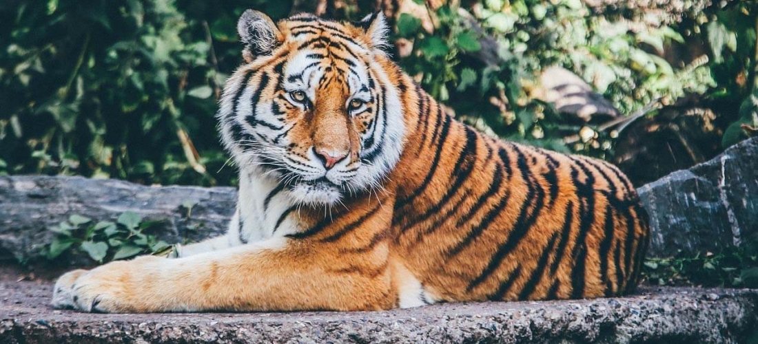 Zoos And Wildlife