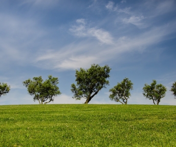 Environmental Startup
